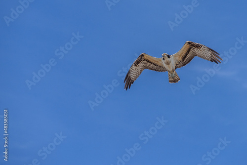 osprey in flight
