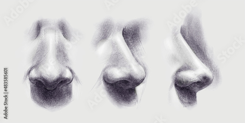 pencil black and white drawing of a male nose in front and in profile
