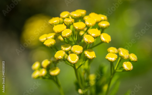 Close up of a cluster of small yellow flowers on a common wild flower