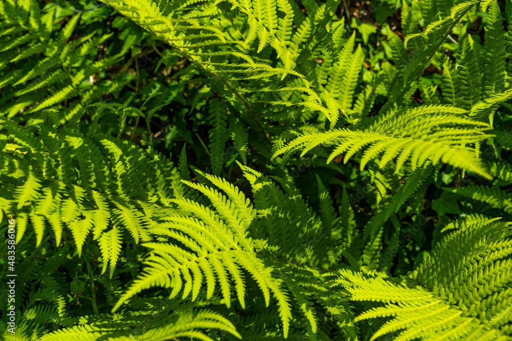 Close up of green garden fern leaves and branches in the summer sun Close up of green garden fern leaves and branches in the summer sun