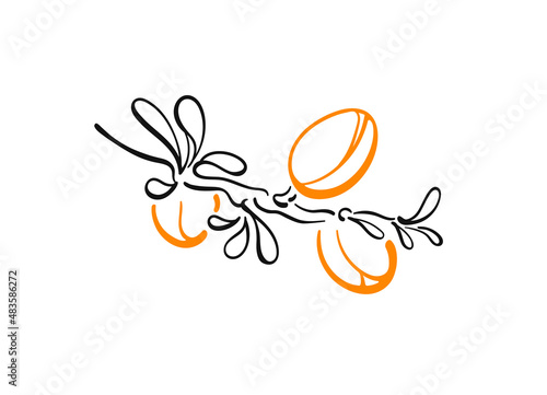 Argan plant. Vector nuts, outline symbol. Graphic