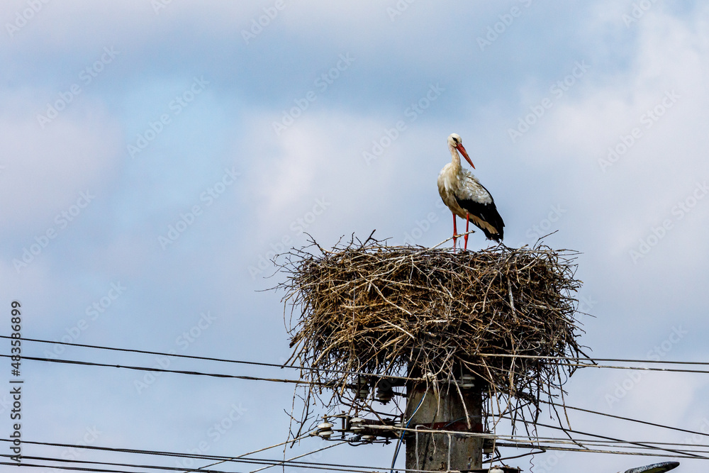 Fototapeta premium white stork in the nest