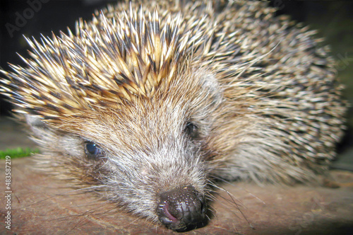 close-up of the muzzle of an Ordinary hedgehog. A mammal species from the genus of Eurasian hedgehogs of the hedgehog family.