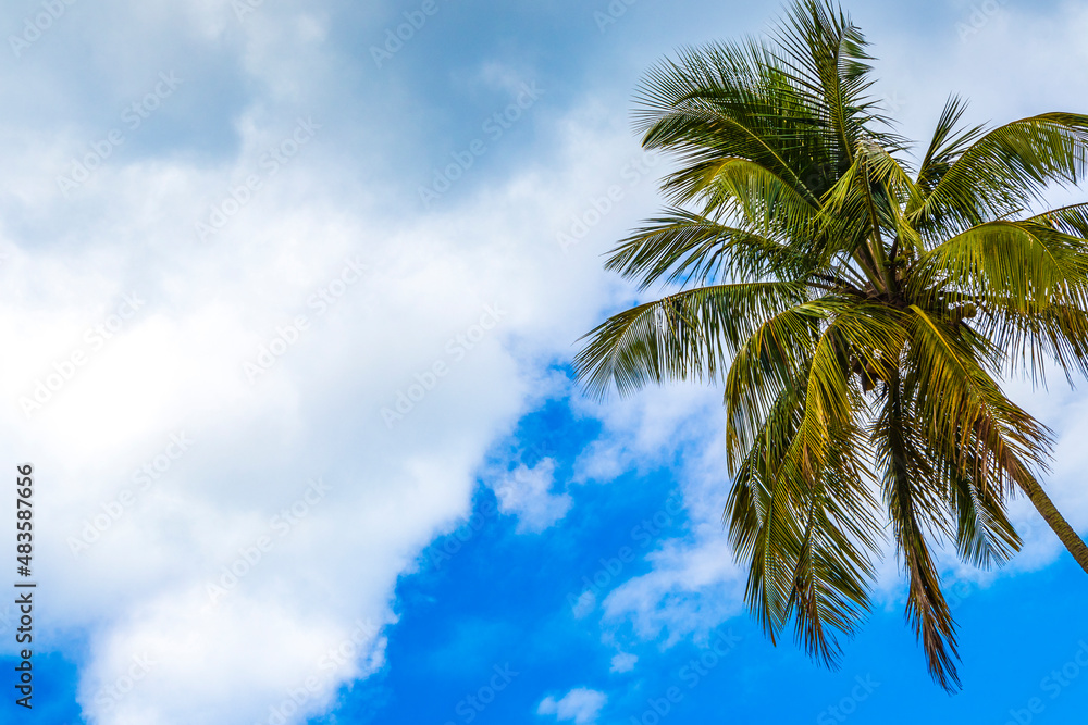 Palm tree with blue sky background tropical Ilha Grande Brazil. Palm tree with blue sky background tropical Ilha Grande Brazil.