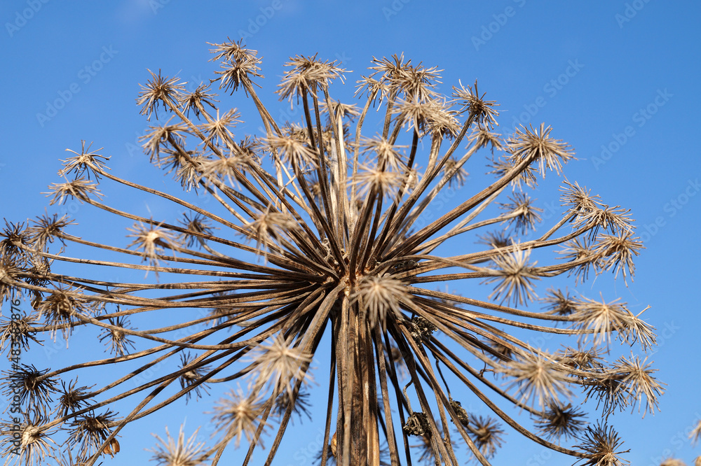 dried hogweed flower against blue sky close-up, Heracleum