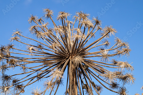 dried hogweed flower against blue sky close-up  Heracleum