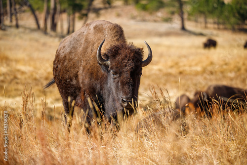 American bison bull in grasslands