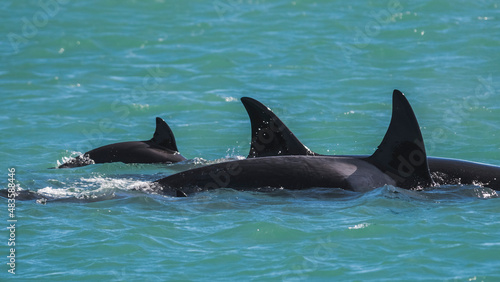 Mother and baby Orca swimming at the surface, Patagonia, Argentina.