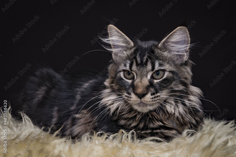 Fototapeta premium black and white cat on black background