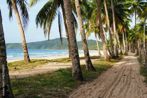 Palm trees on the seashore. Seascape. The tropics. Coconut palms. Sea and sand. Philippines.