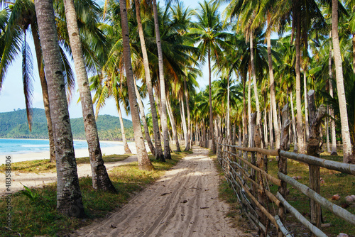 Palm trees on the seashore. Seascape. The tropics. Coconut palms. Sea and sand. Philippines.