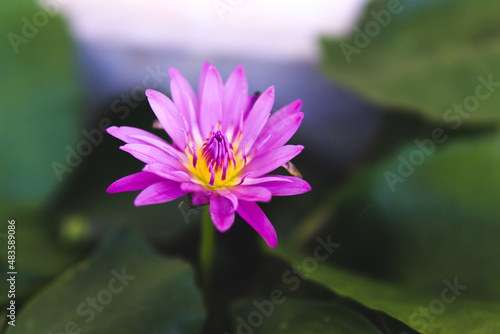 Close-up blooming purple Lotus Flower.