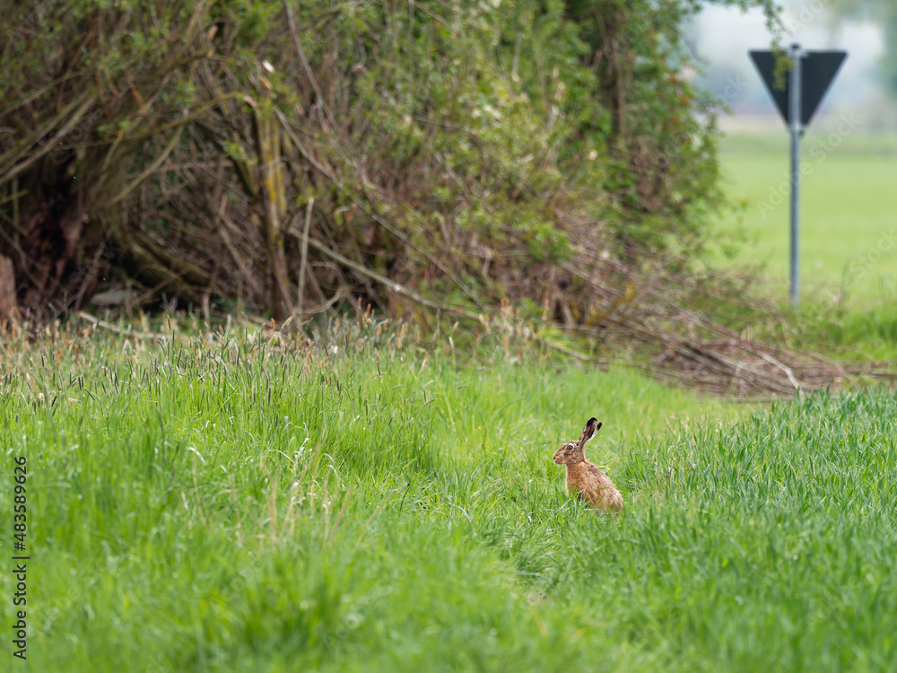 Fototapeta premium Feldhase, Hase, Lepus europaeus,