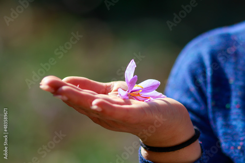 Saffron flower in hand. Crocus flower in male hand. Saffron Harvest.