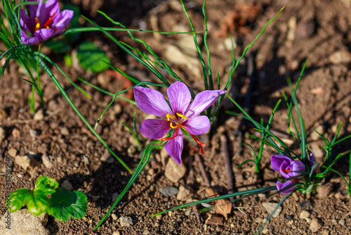 Spring crocus flowers.  Purple crocus in field. Saffron flower in nature. Top view crocus flower.