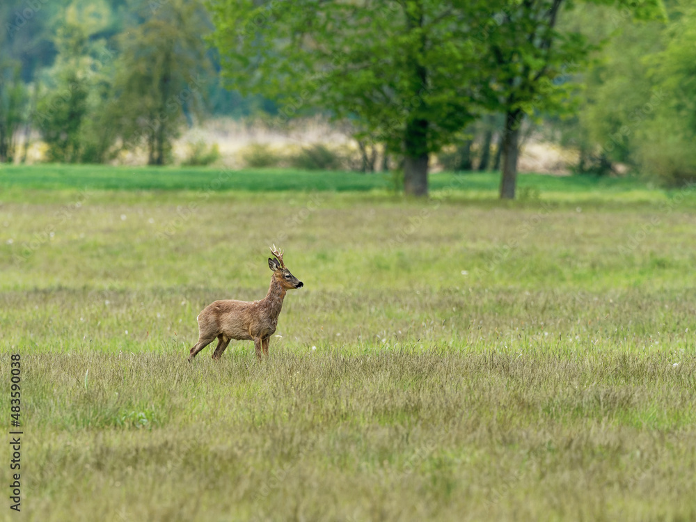 Reh, Capreolus capreolus, Reh, Capreolus capreolus,