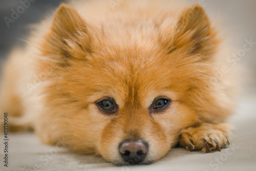 spitz