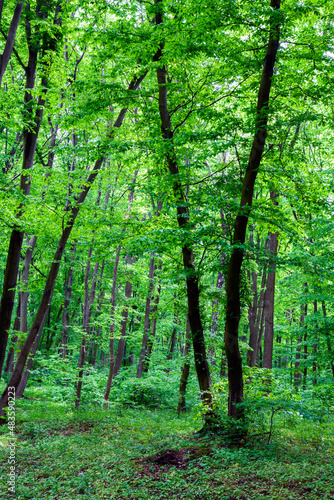 Green forest landscape in spring.