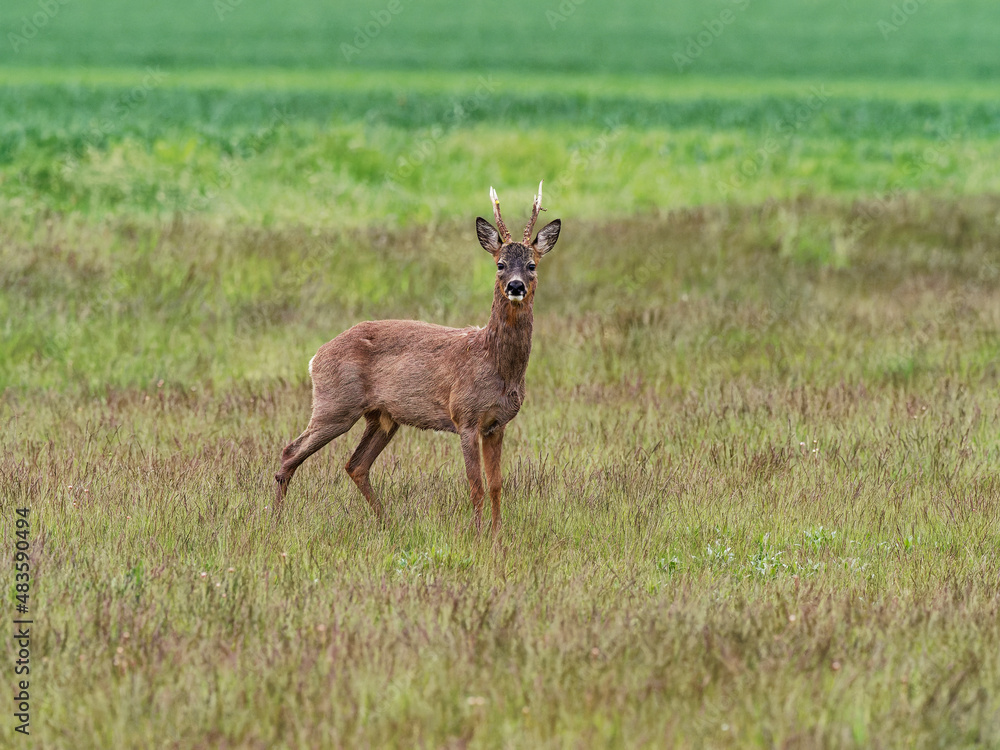 Reh, Capreolus capreolus, Reh, Capreolus capreolus,