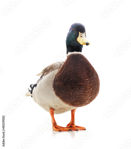 Brown duck with white spots.
