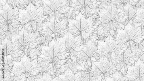 Background with leaves in black and white © REDMASON