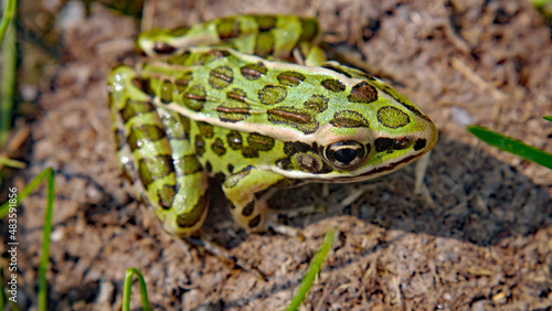 Close-up of a northern leopard frog sitting in the warm sunlight on the sandy ground.