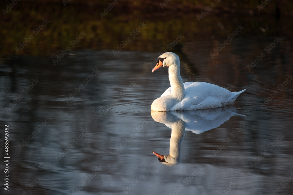 Naklejka premium Schwan im Morgenlicht