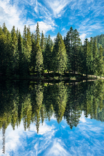 coniferous forest is reflected in a clear lake with a blue sky on a summer day. Vertical photo. spruce