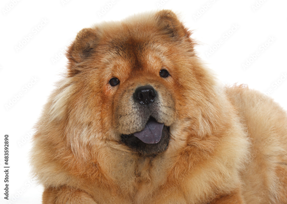 Portrait of a beautiful chow chow dog