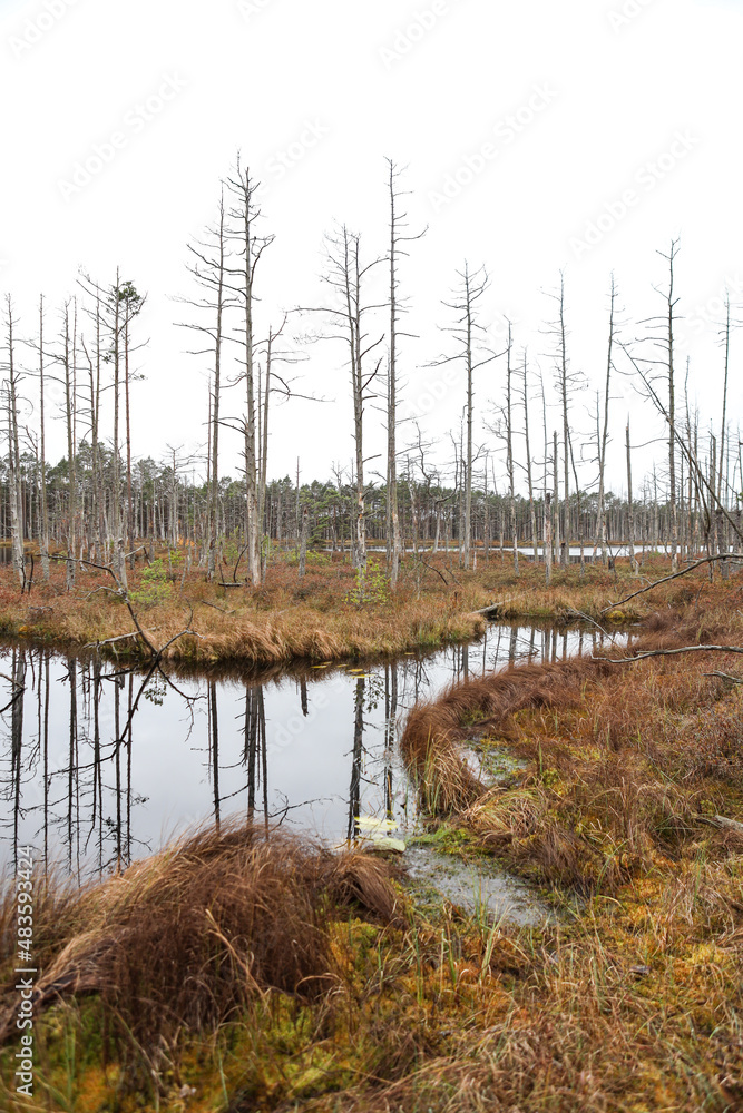 Beautiful nature view of swamp in the middle of old forest. Beautiful nature view of swamp in the middle of old forest.