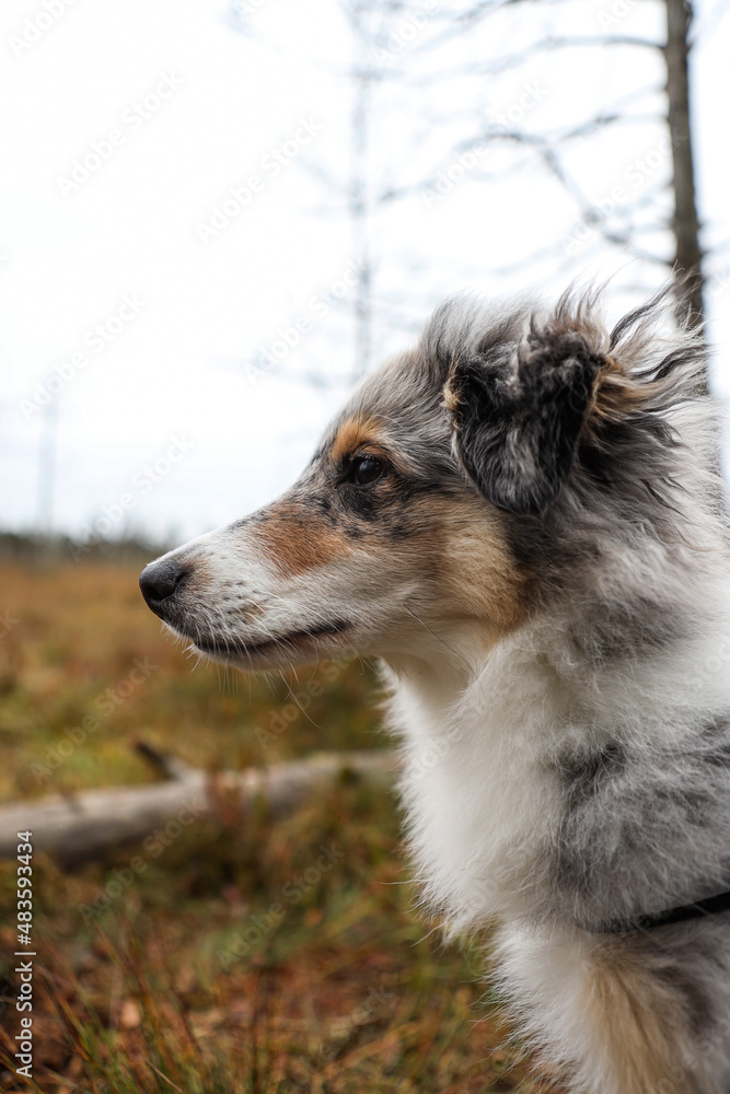 Blue merle shetland sheepdog puppy on a nature background. Blue merle shetland sheepdog puppy on a nature background.