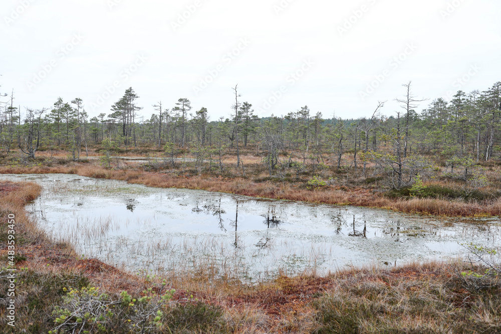 Nature photography of swamp and pine trees all around.