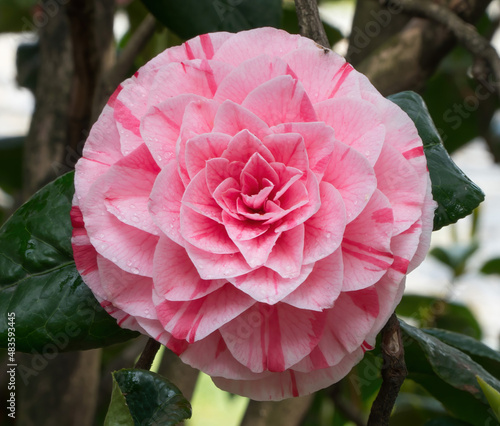 Beautiful vibrant pink Japanese Camellia flowers, Camelia Japonica in the Japanese garden, Istanbul, Turkey photo