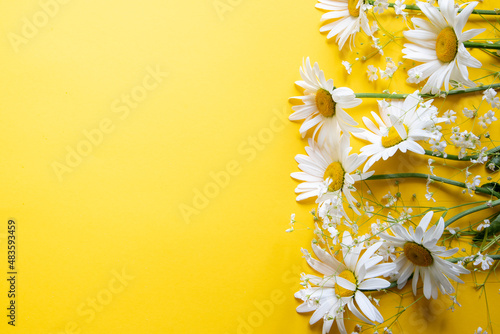 Flowers composition. Chamomile flowers on yellow background. Spring, summer concept. top view, copy space