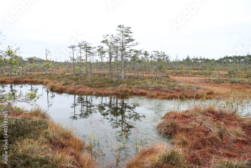 Nature photography of swamp and pine trees all around.