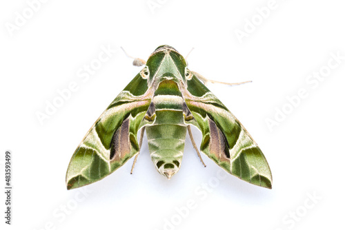The Oleander Hawk Moth, or The Gardinia Hawk Moth. isolate on white background.