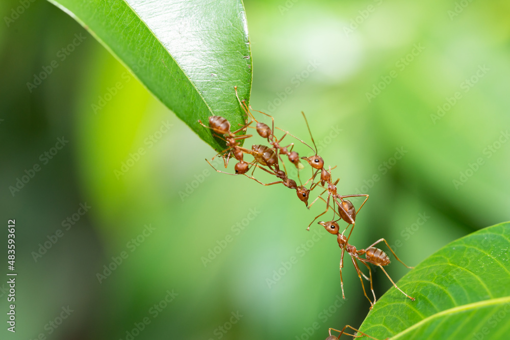 Fototapeta premium Ant action standing. Ant bridge unity team, Concept team work together.