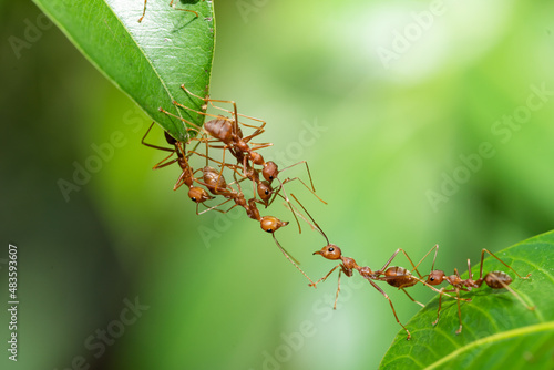 Ant action standing. Ant bridge unity team, Concept team work together.