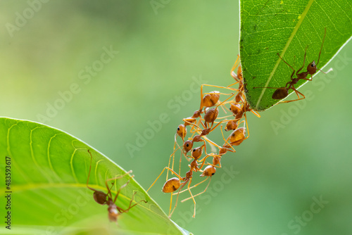 Ant action standing. Ant bridge unity team, Concept team work together.