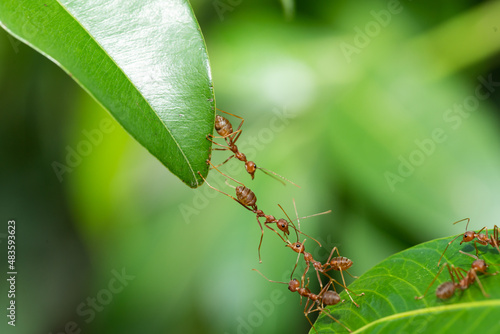 Ant action standing. Ant bridge unity team, Concept team work together.