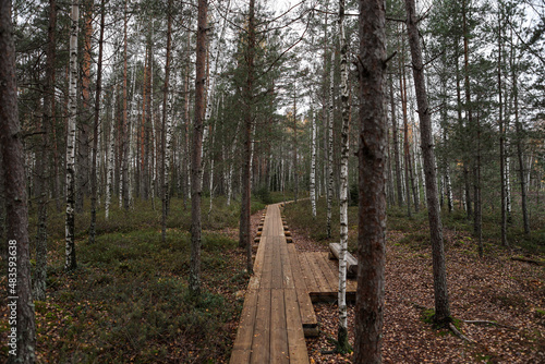 Nature forest wood hiking trail through swamp.