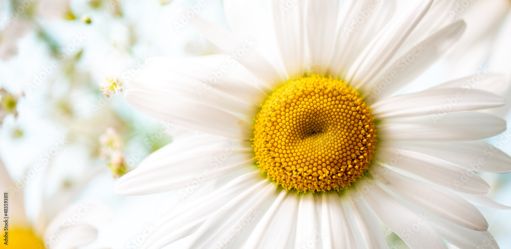 Fototapeta premium White daisy chamomile flower. Creative lifestyle, summer, spring concept. Copy space, flat lay, top view.