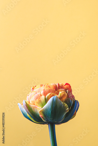 tulip flower on beige background. Flat lay, top view floral festive holiday concept. place for your text, selective focus