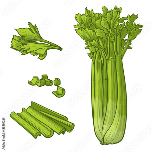 Set of colorful Celery on white background. Vector illustration of celery.