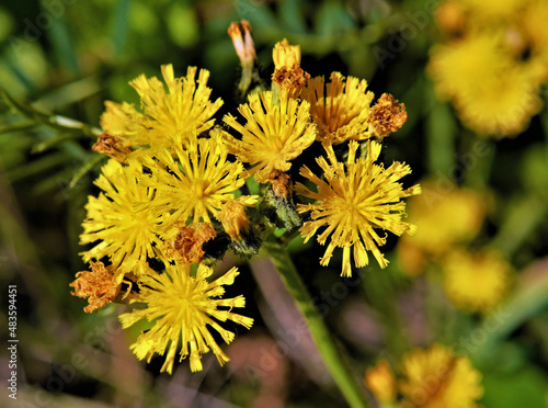 Close-up of the yellow flowers on a wild hawkweed plant with blurred grass in the background.