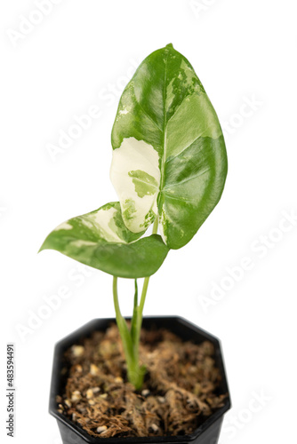 young plant growing from soil isolated on white background ,alocasia macrorrhizos on isolated white background with clipping path