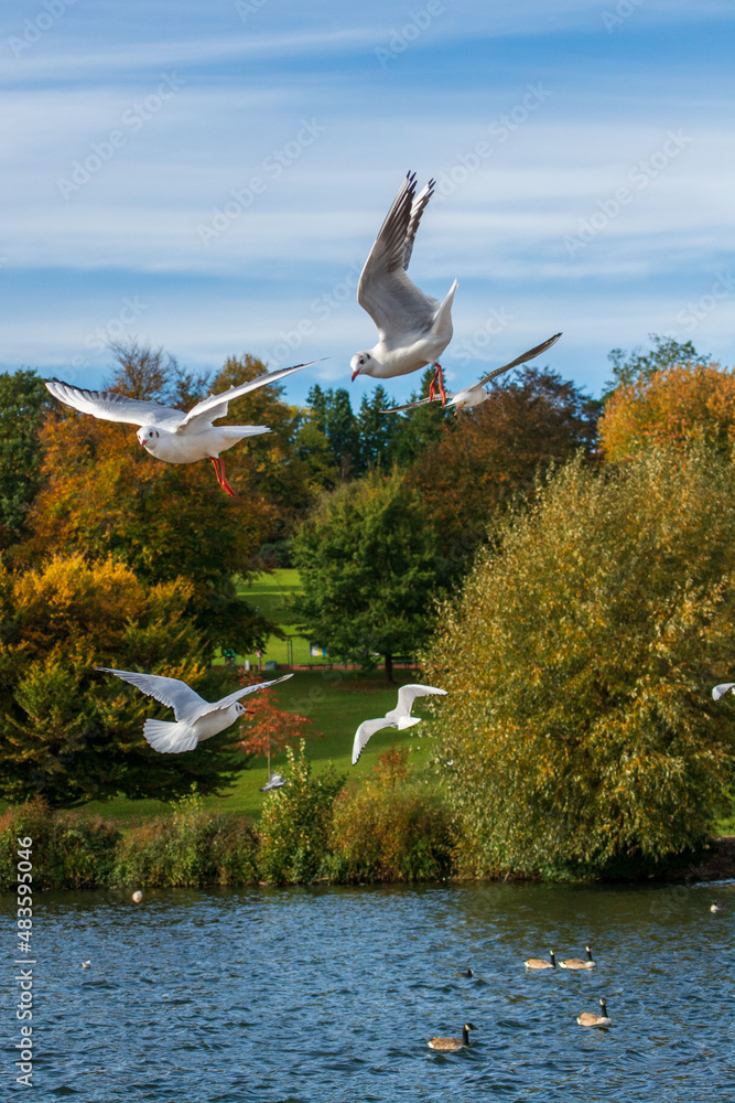 Fototapeta premium seagulls flying