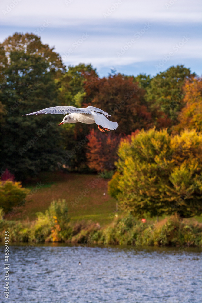 Fototapeta premium seagull in flight