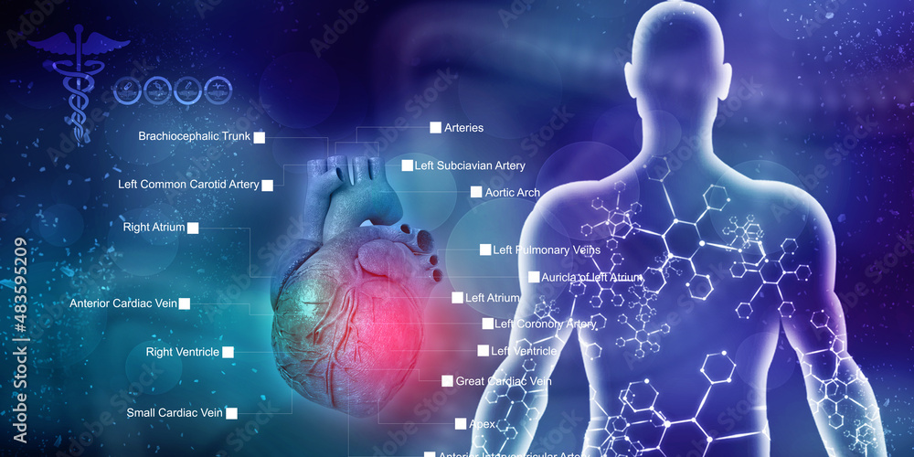 3d illustration Anatomy of Human Heart
3d illustration Anatomy of Human Heart