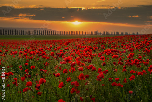 Field with poppies in the sunset © Catalin Necula